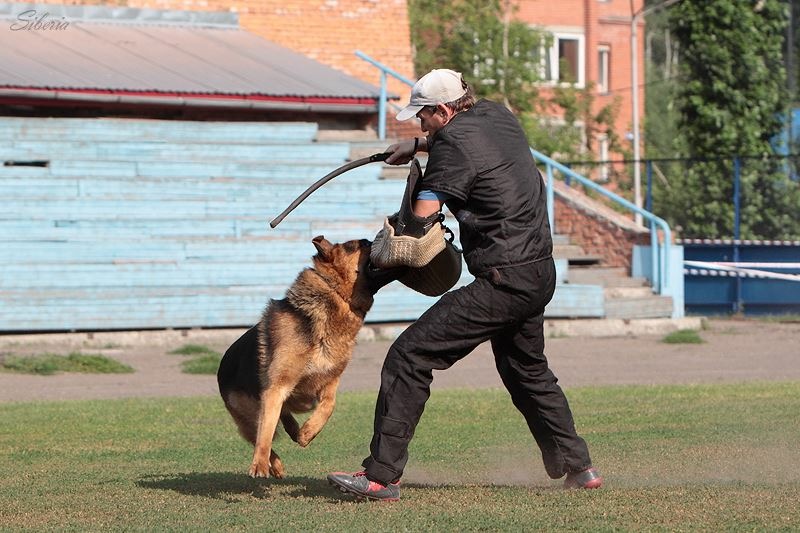 школа дрессировки собак в москве